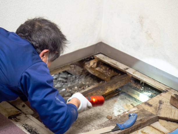 Best Fast Mold Removal  in Missoula, MT