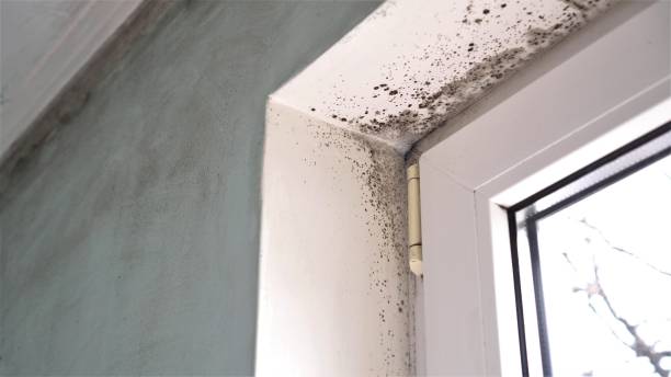 Best Mold Damage Repair  in Missoula, MT