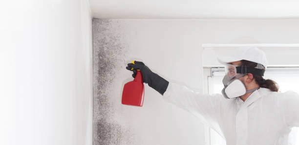 Best Certified Mold Removal  in Missoula, MT