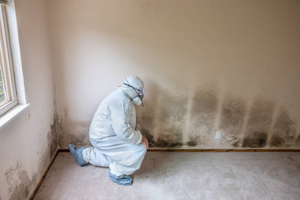 Best Mold Testing and Removal  in Missoula, MT