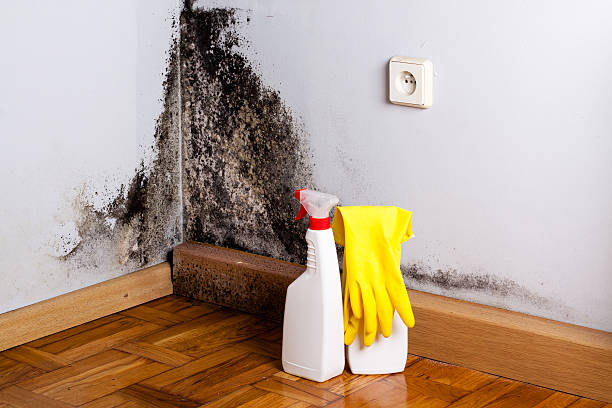 Best Fast Mold Removal  in Missoula, MT