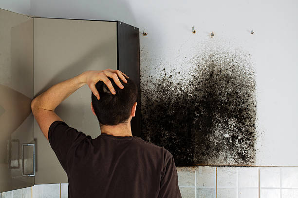 Best Residential Mold Removal  in Missoula, MT